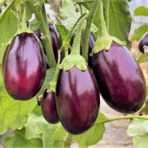 Organic Brinjal (Baingan) – Early Winter Harvest