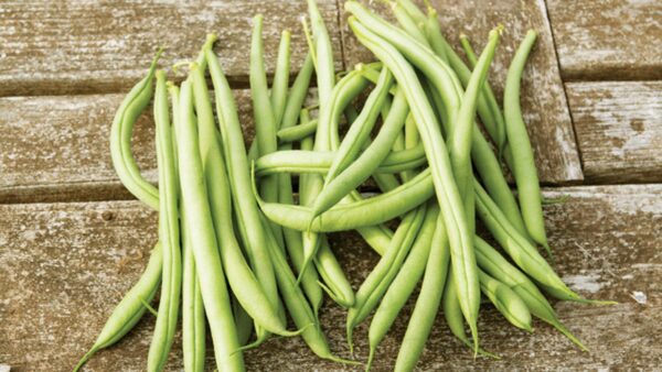 Organic French Beans (Early Winter)